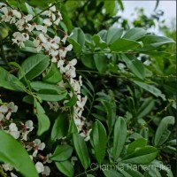 <i>Brachypterum scandens</i>  (Roxb.) Miq.